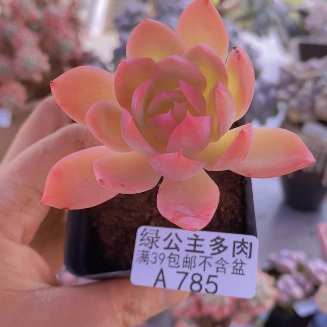 丝绸面纱单头785多肉酱