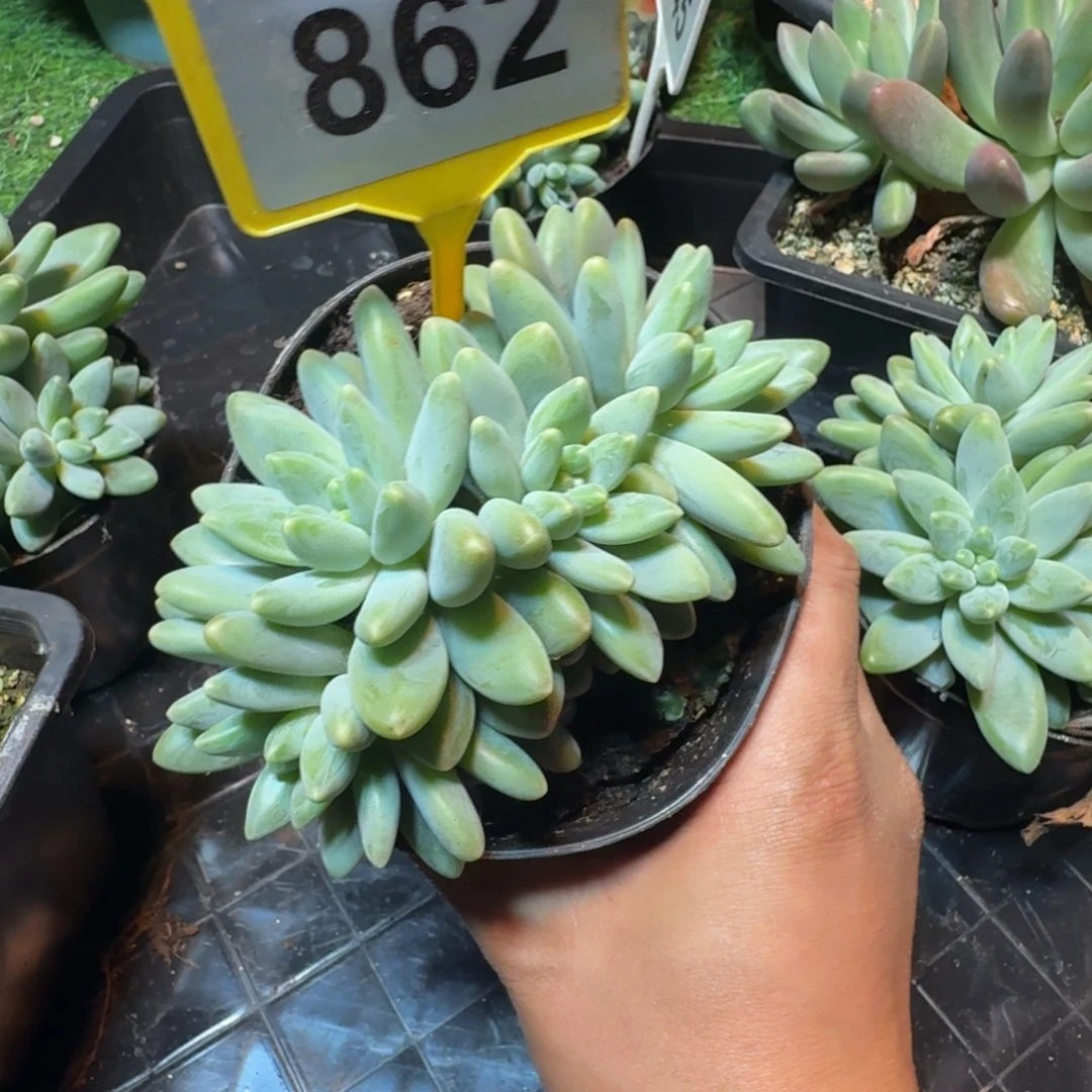 勇***前多肉植物啊蒂斯托862