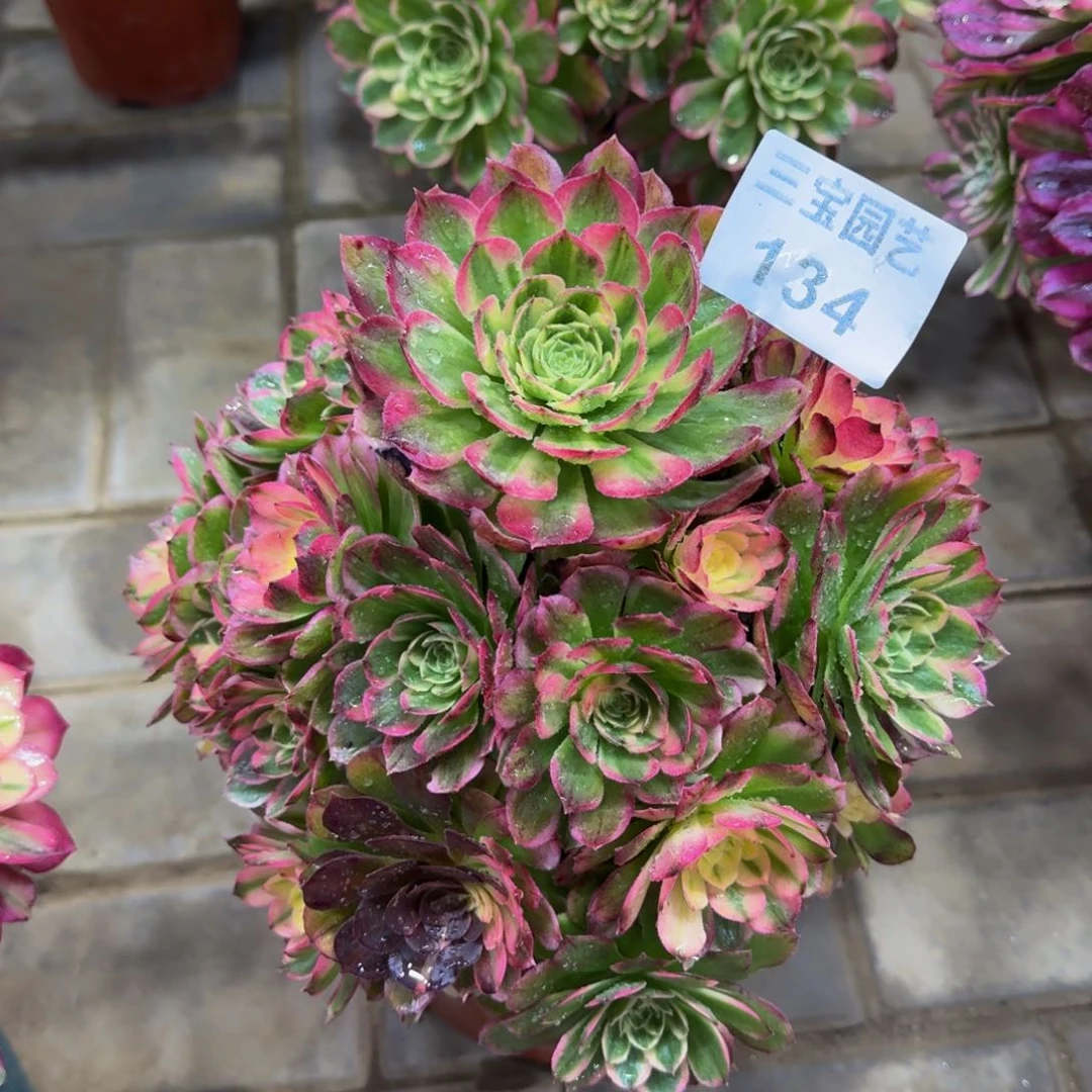 多肉植物134海王