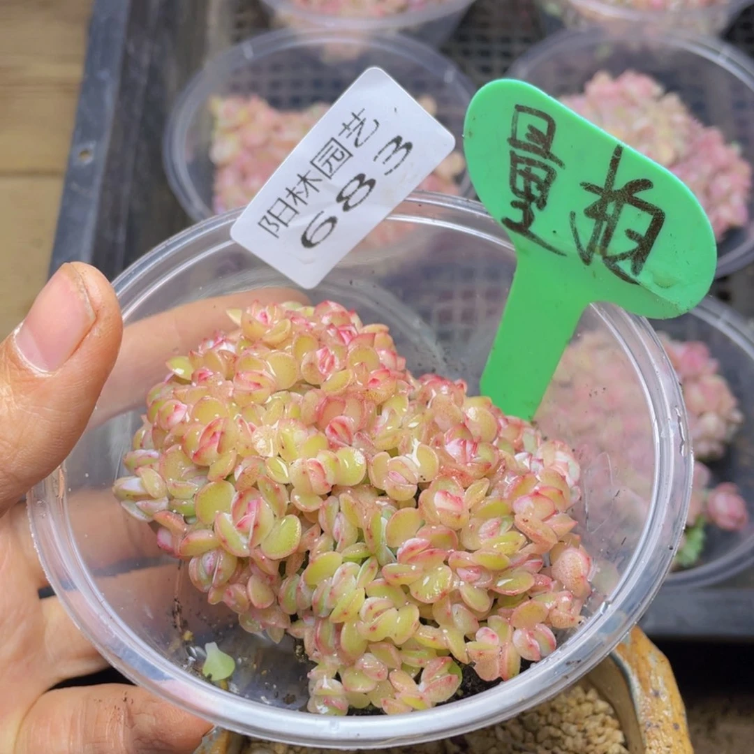 量拍多肉植物多肉植物683