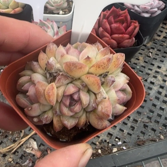 117芝士蓝莓 一物一拍多肉