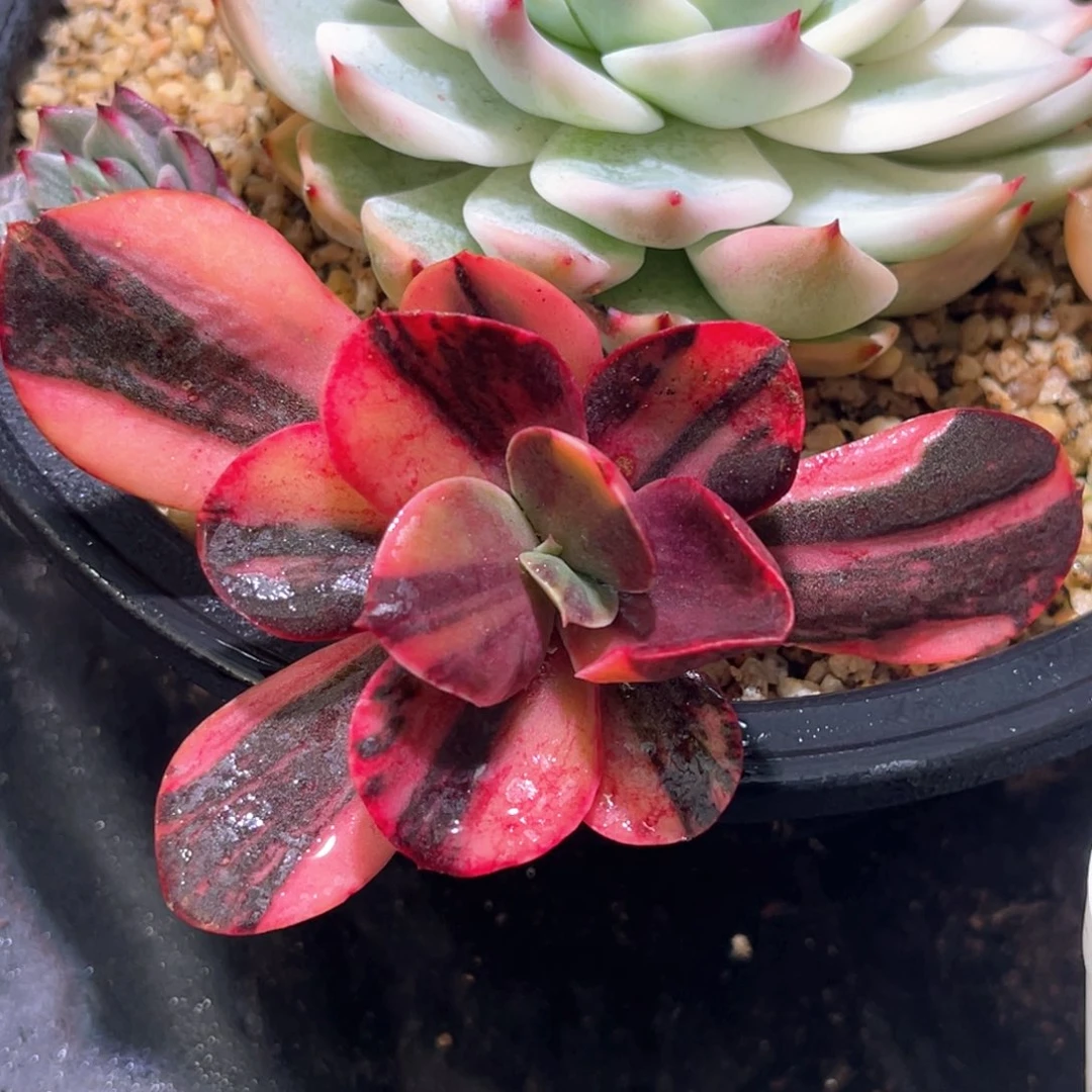 多肉特价麦当娜锦有须根