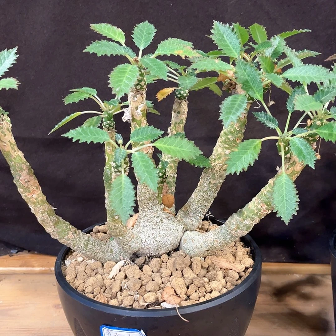 潮流植物精品群生霍武德琉桑