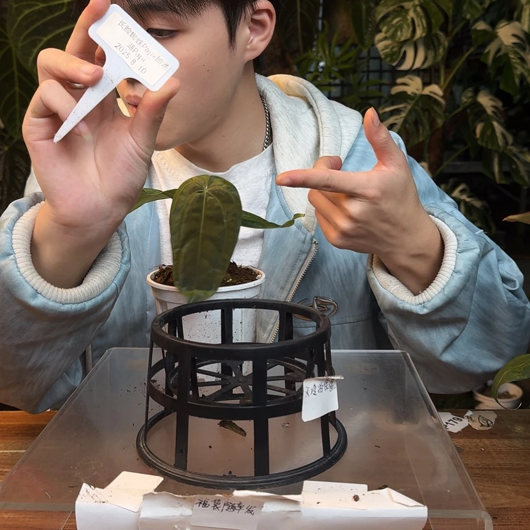 完全开放G132蜘蛛papi杂加通湖