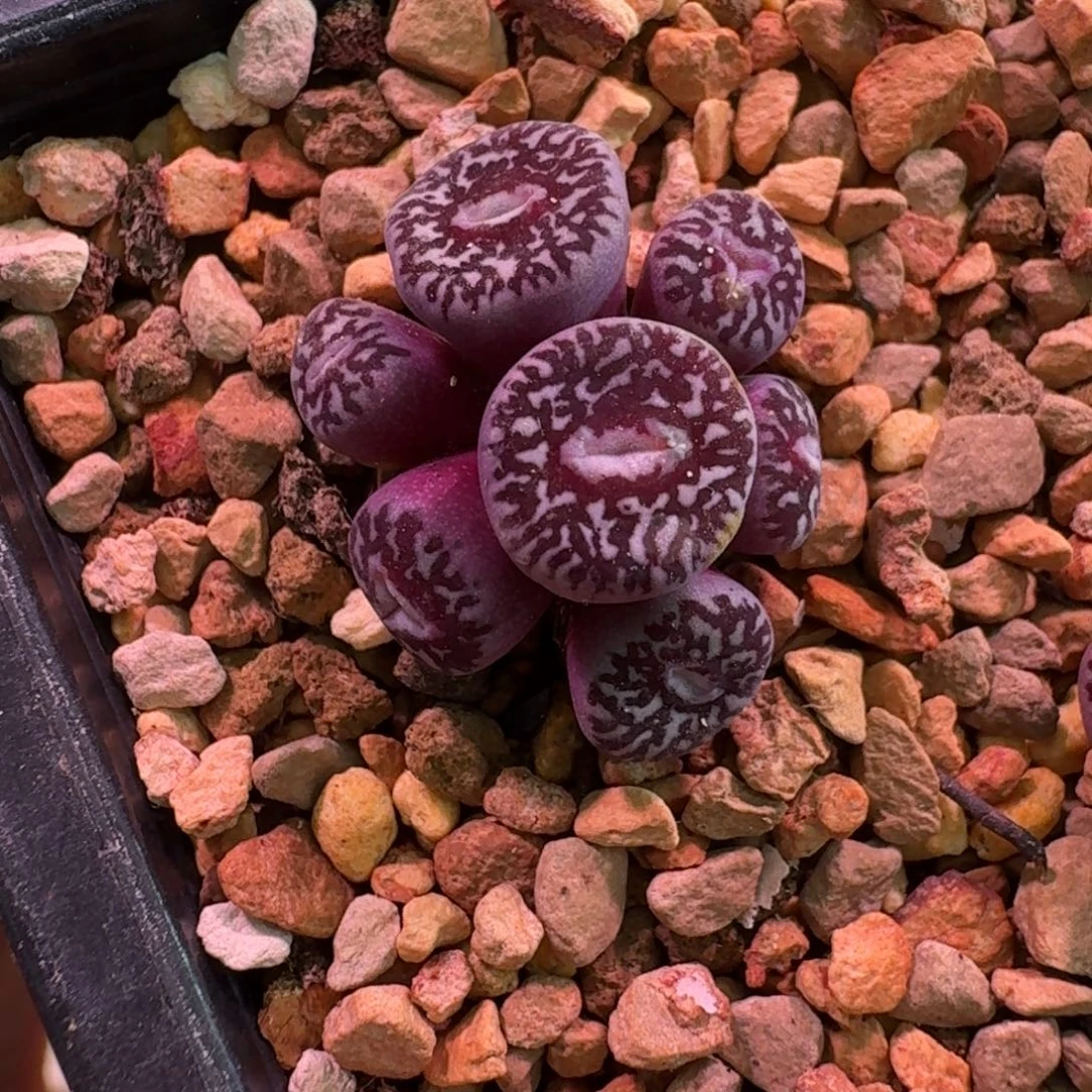 云缦精品番杏11.16 钻石墨两奔