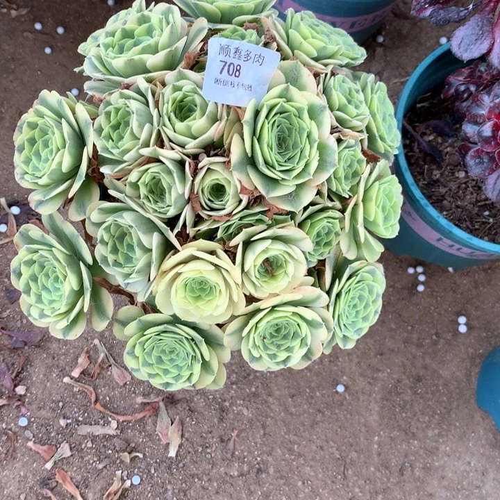708绿豆沙多肉植物特价不售后