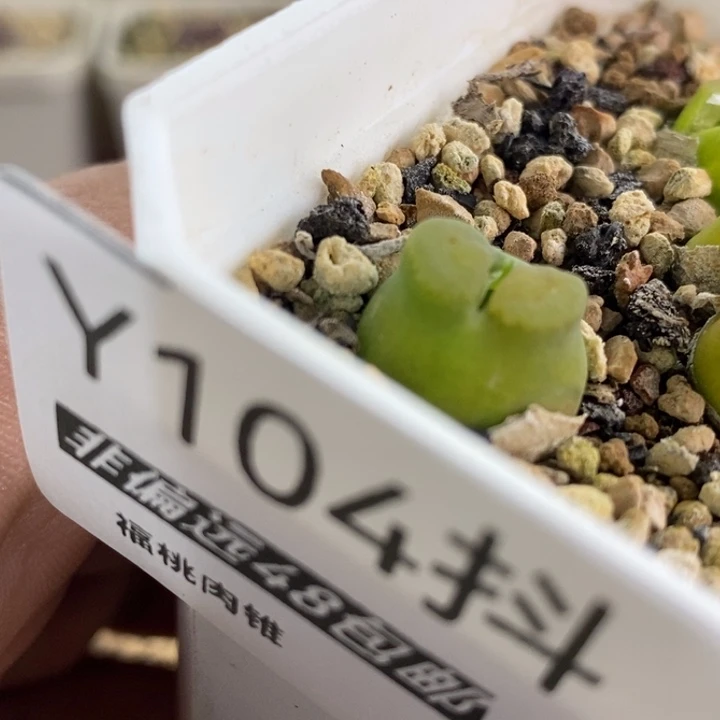 多肉一物一拍104号雪茄一颗