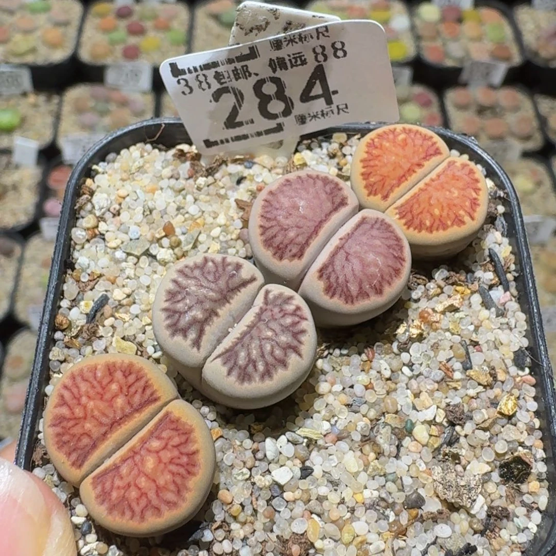Ssss精品生石花284