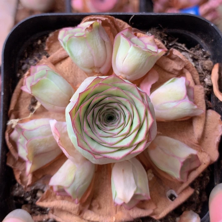 一物一拍星辰油画188