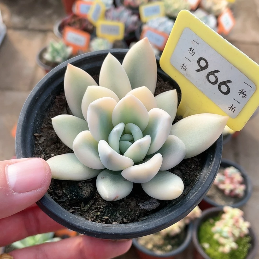 【闪购商品】966号