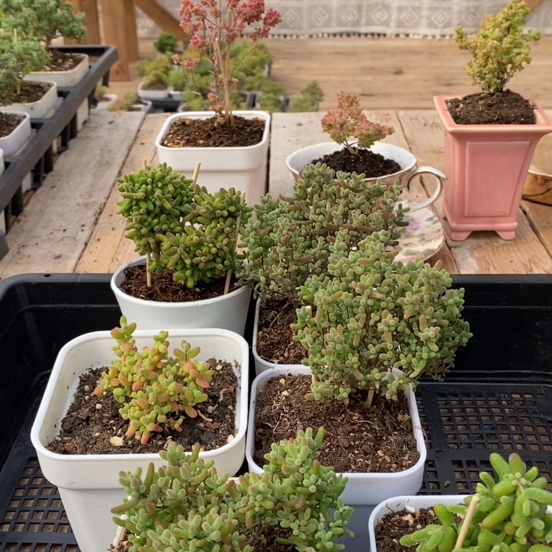 枝干蜜桔糖糖来了哦039