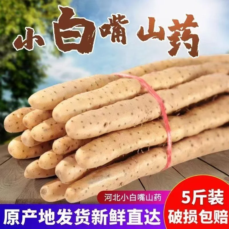 河北蠡县正宗小白嘴山药5斤新鲜山药好吃软糯宝宝辅食产地直发