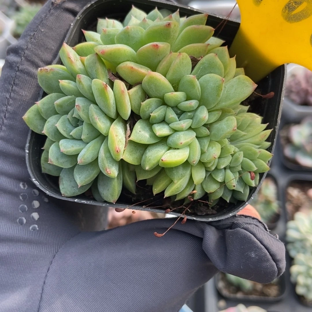 966干冰缀多肉植物