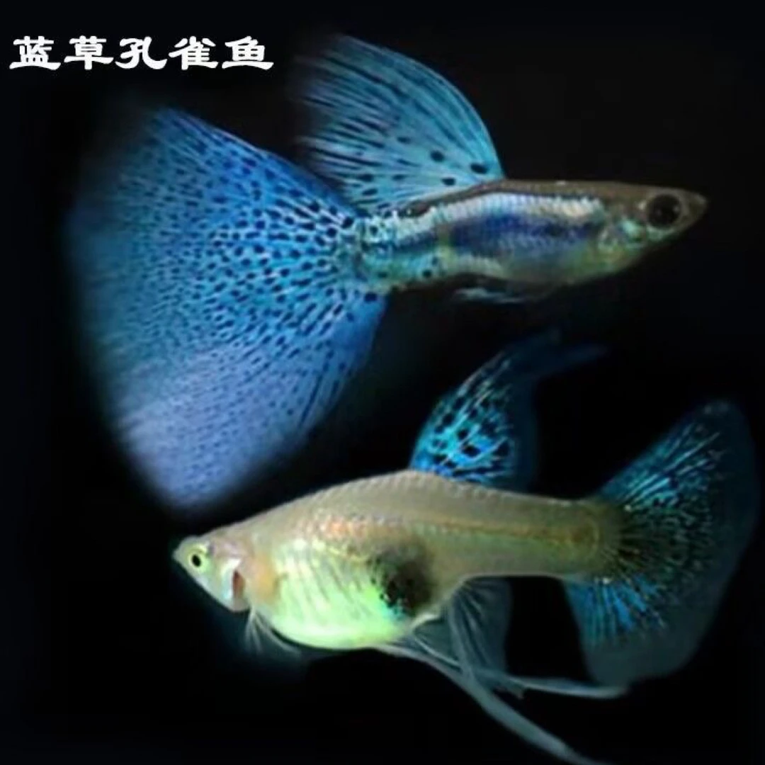 蓝草尾缎带孔雀鱼小型淡水观赏鱼适合新手可繁殖孕母