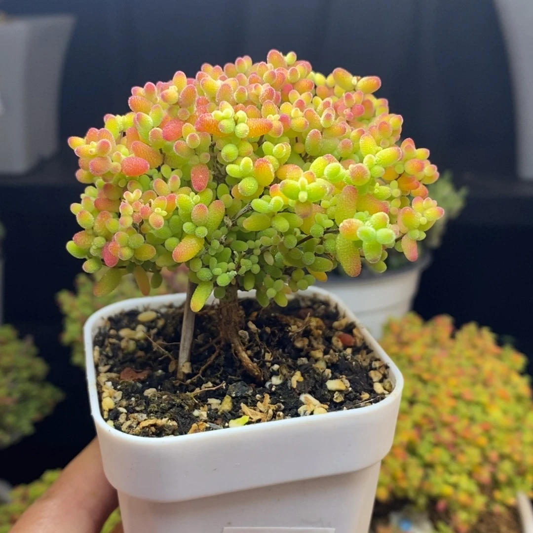 爱***多无花朵18号蜜橘糖球枝干