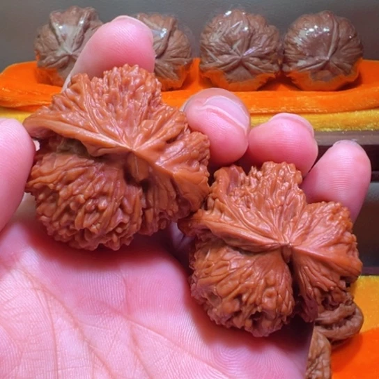 阴阳双修白狮子41加边