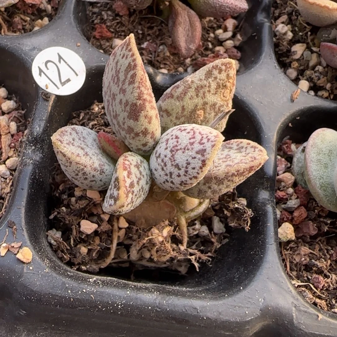 白马蛋水泡多肉植物121