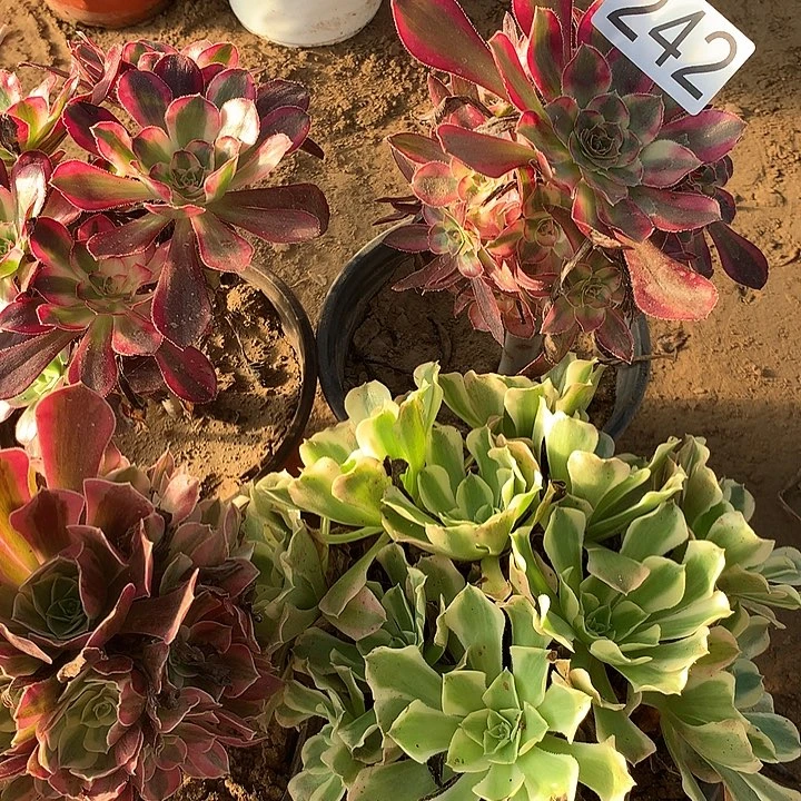 无花朵芳*242四颗多肉植物
