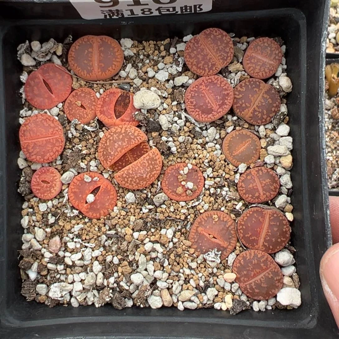 【闪购商品】910……