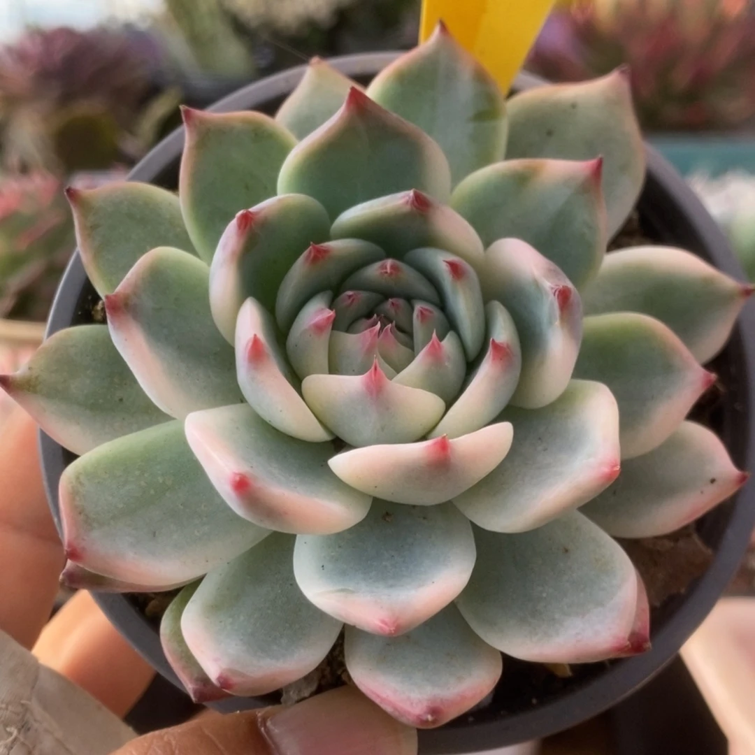 086锦锦锦锦锦锦锦锦锦