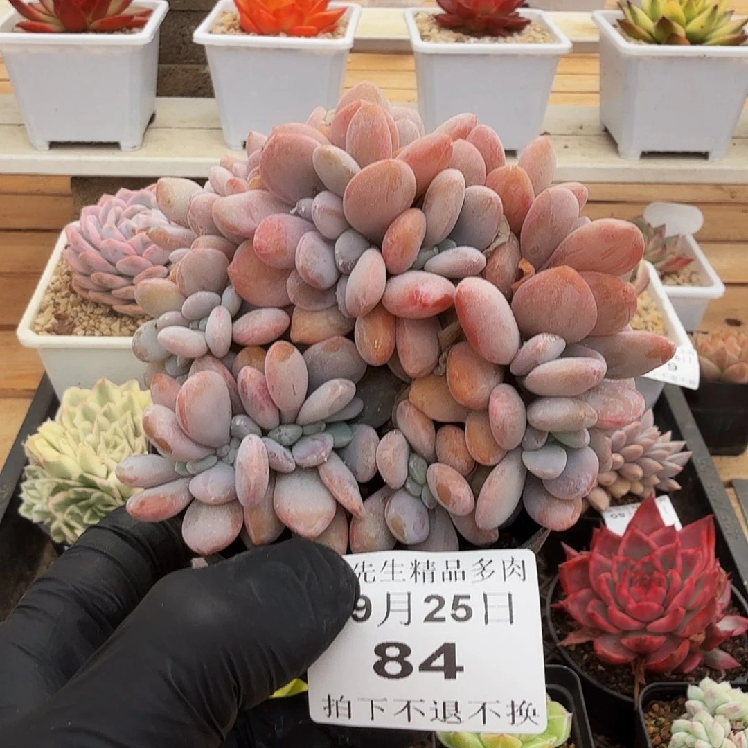 0925-84粉兔小缀化