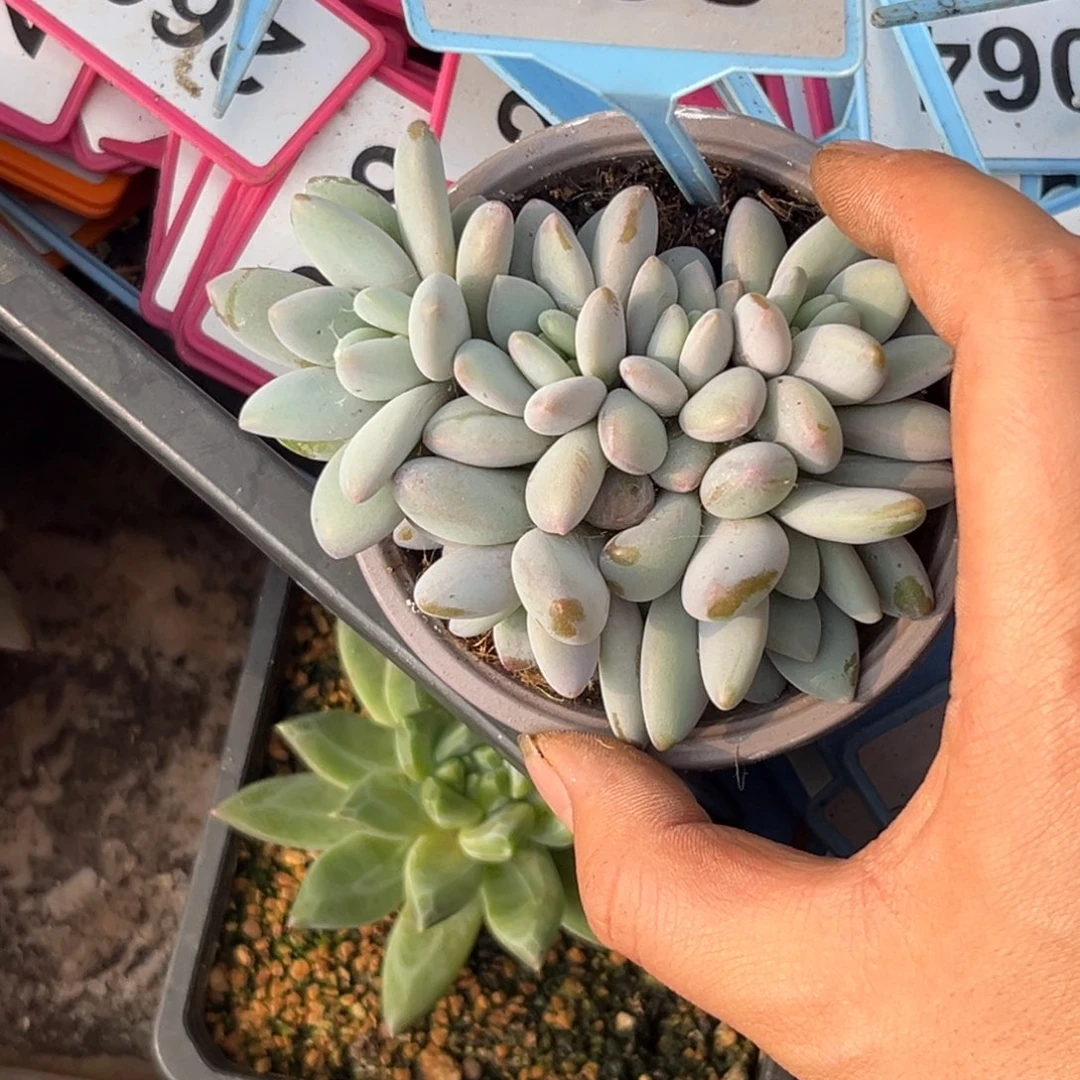 多肉植物橙龙群538