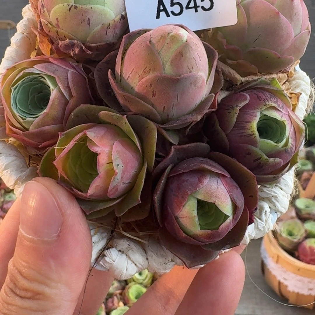 A545 六角花篮玫瑰组合