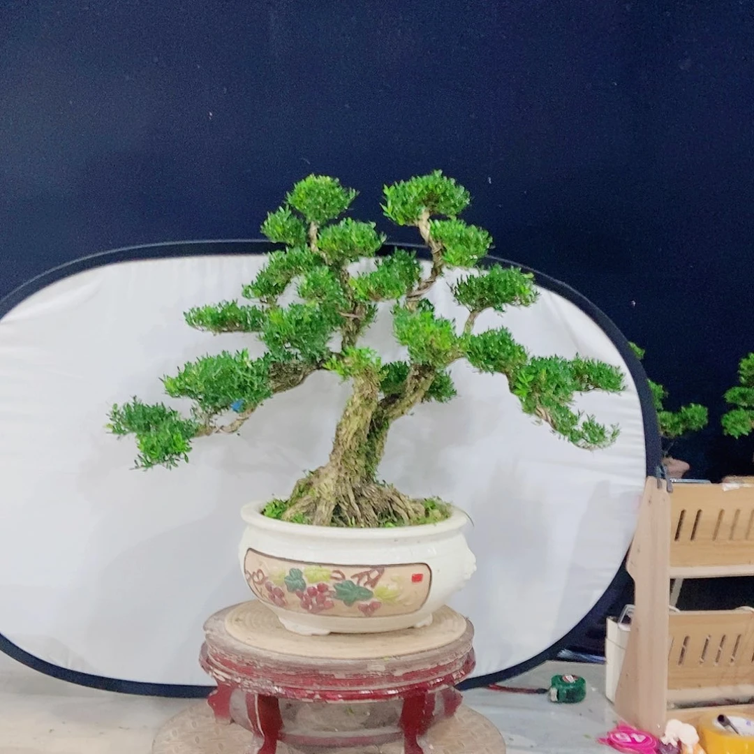 当前无花朵，栽培后可花朵