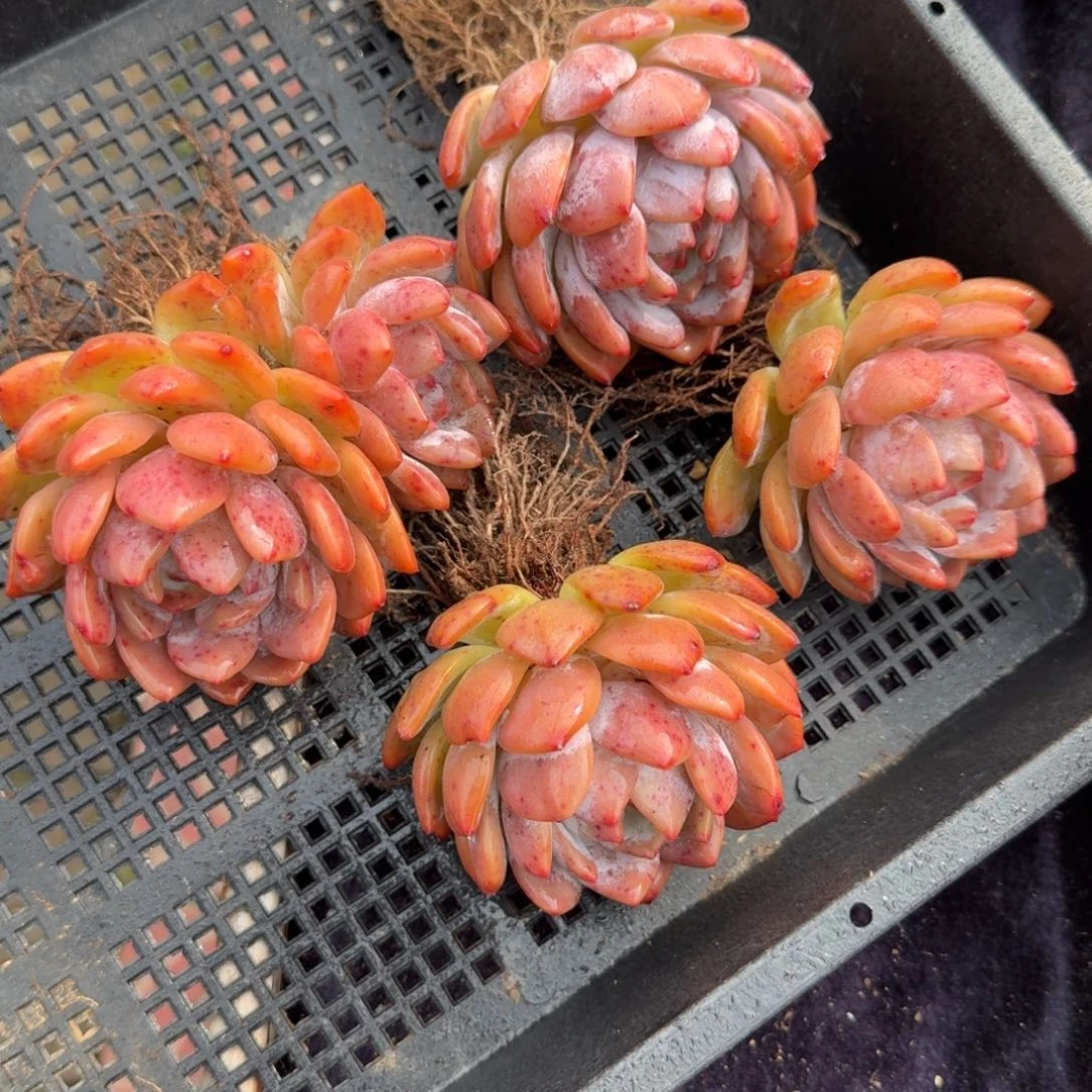 4颗老木桩一组特价