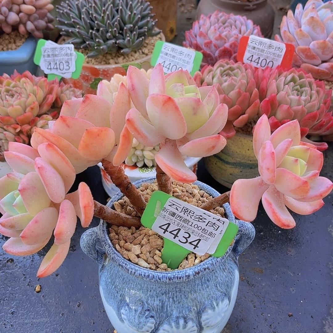 4434白月光多肉植物