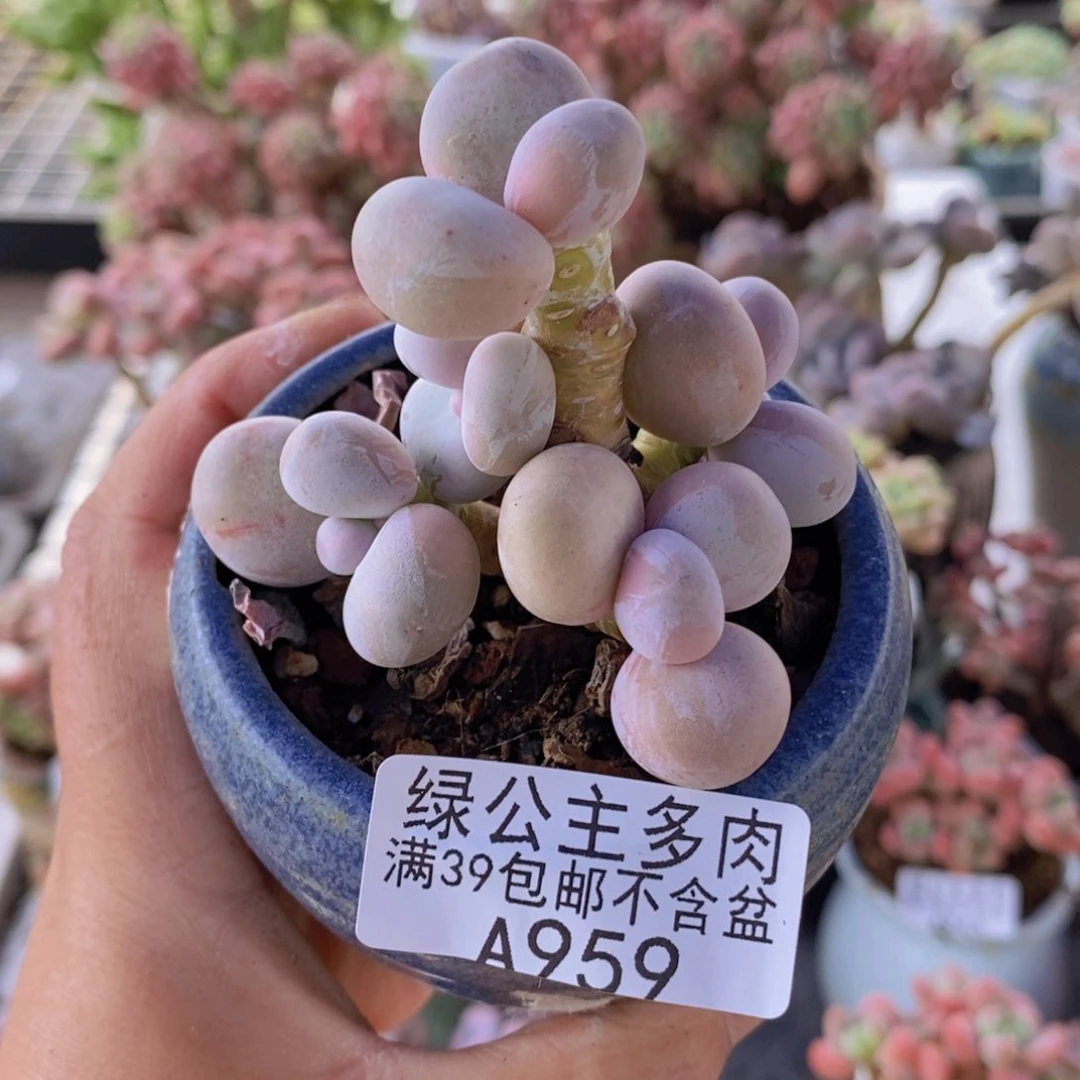 橙奶6cm959多肉植物