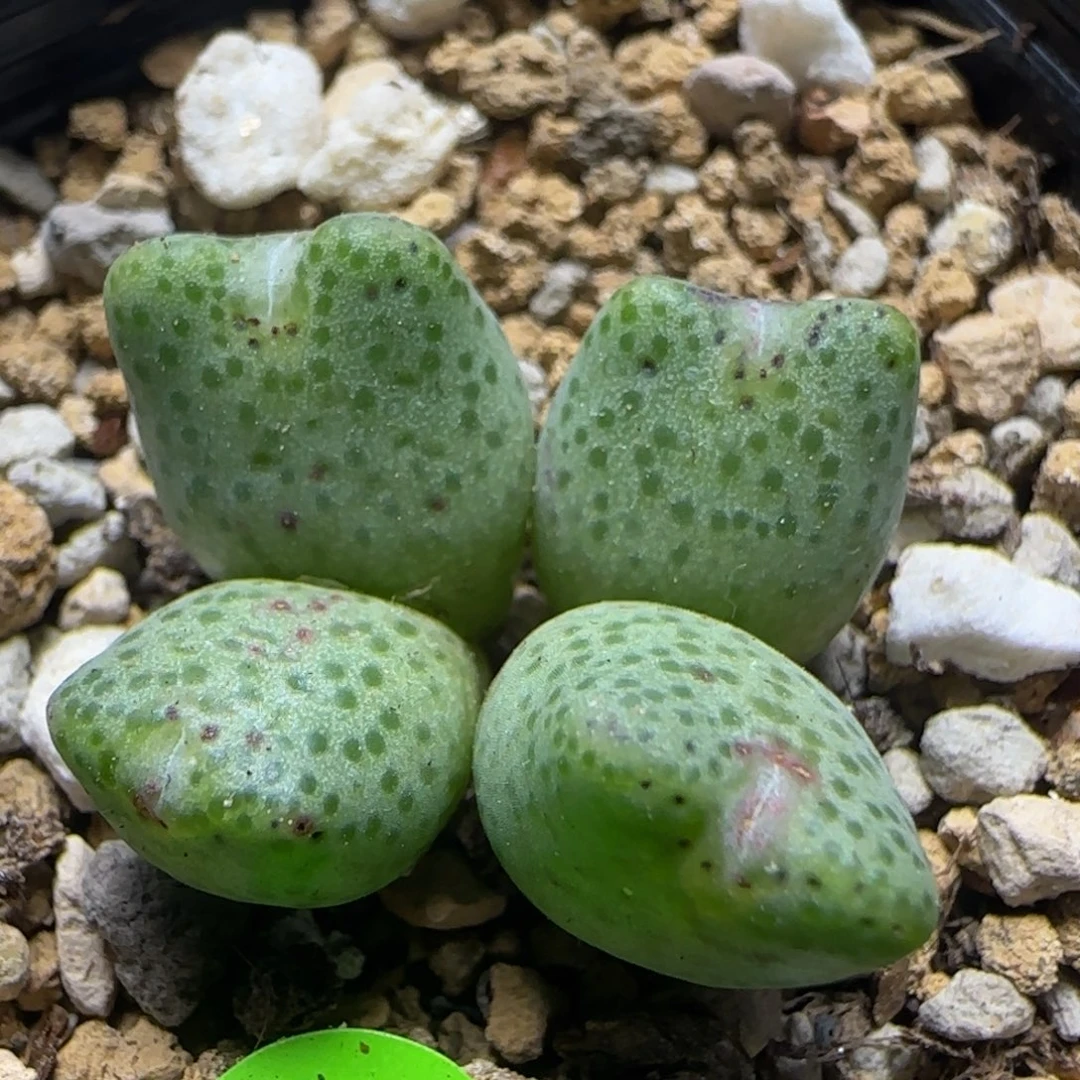 ARM966蟠桃斑马多肉植物140