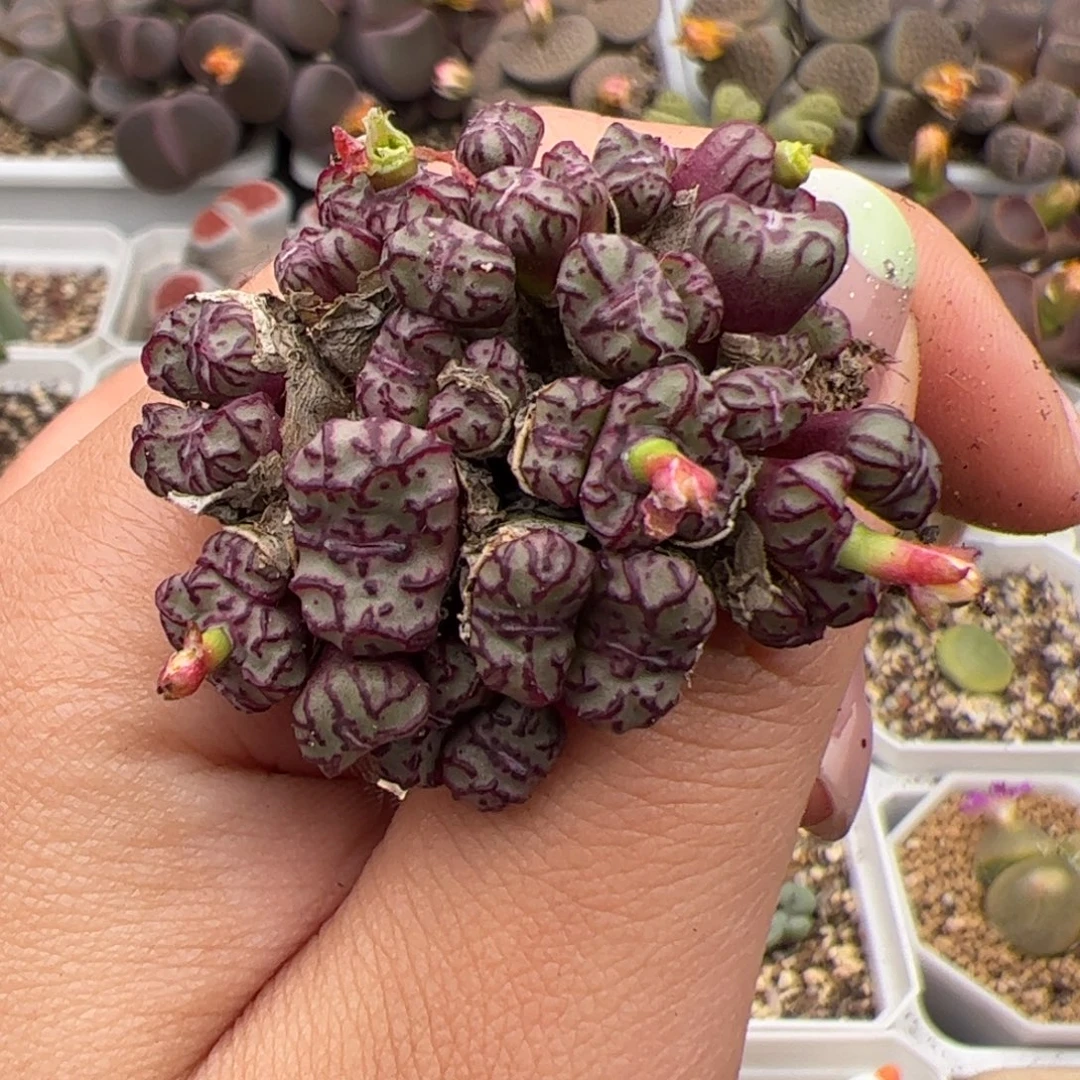 0458号安贞 多肉植物