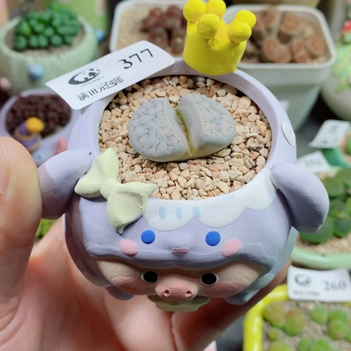 生石花花花花花花377