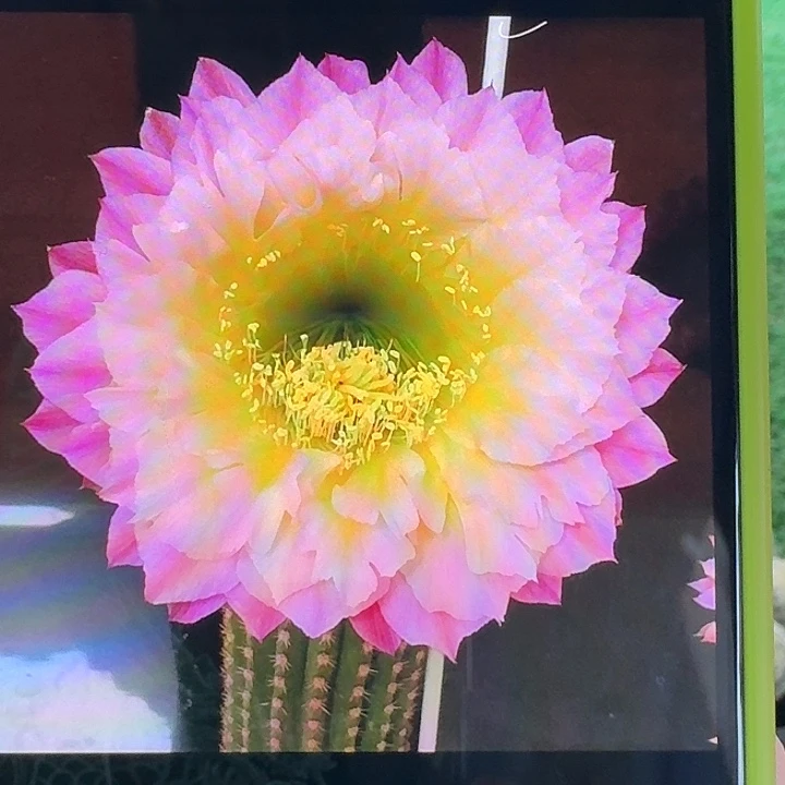 河岸毛花柱有根，尺寸以直播间看到的为准，偏远地区不包邮！