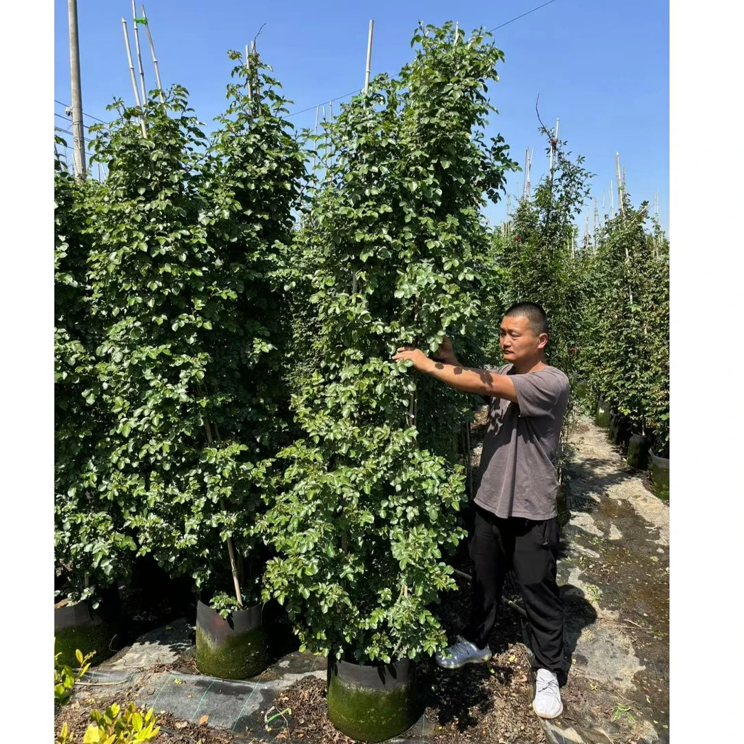 爬藤月季母本花柱 花球