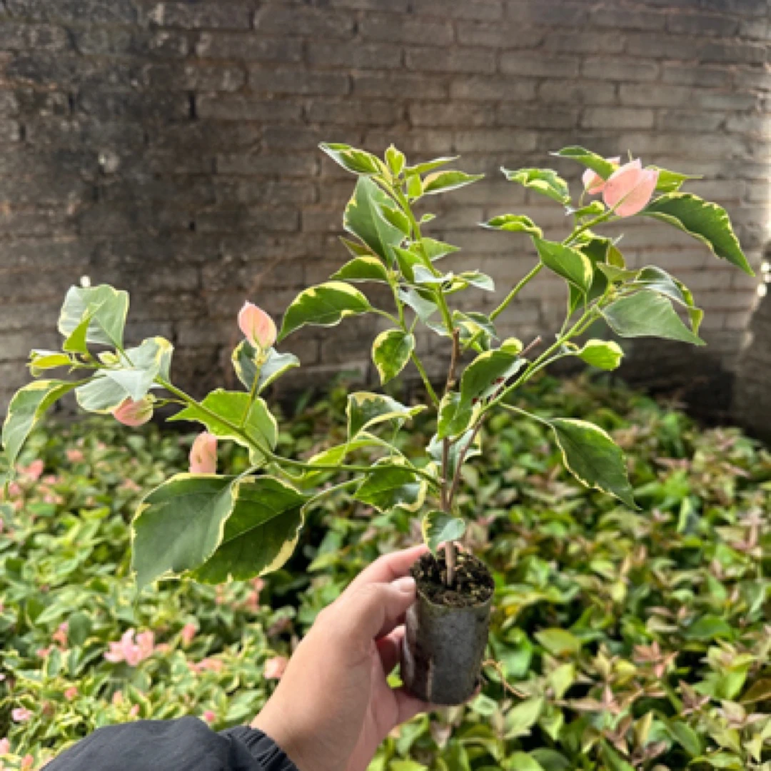 三角梅马斯牙签苗小斑叶丽人包对版袋苗