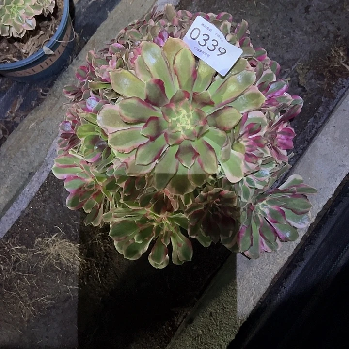 0339叶罗刹多肉植物