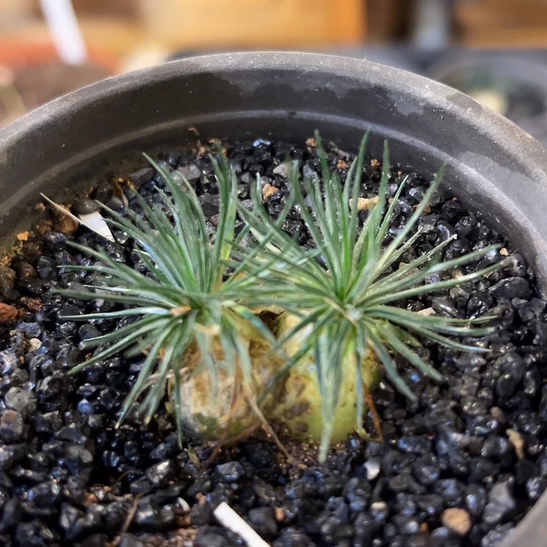 潮流植物 迷你海葱 双头