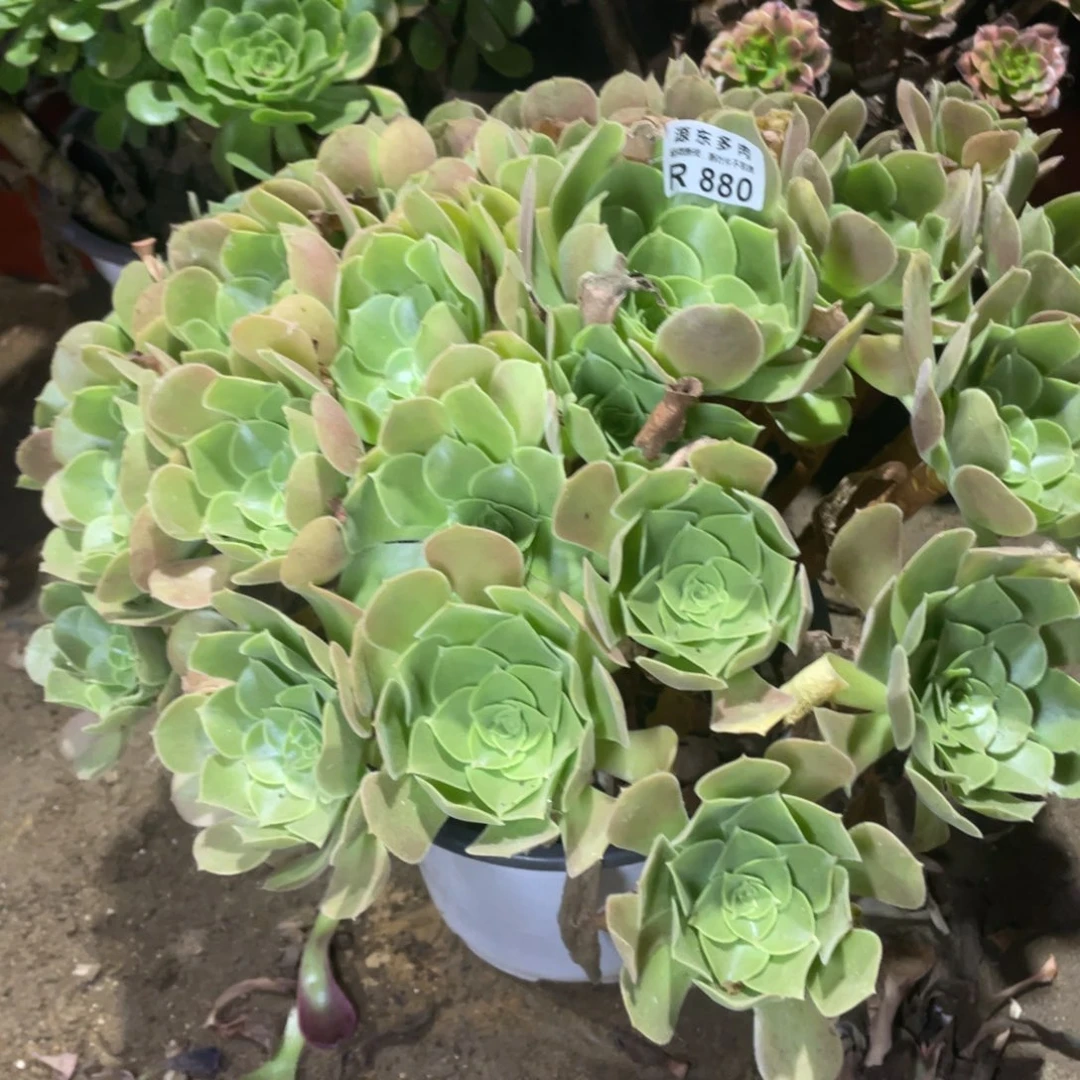 880韶秀多肉法师断枝不包