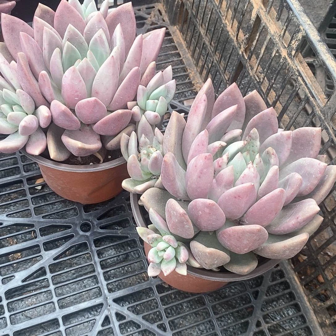 桃花源1颗单头多肉植物