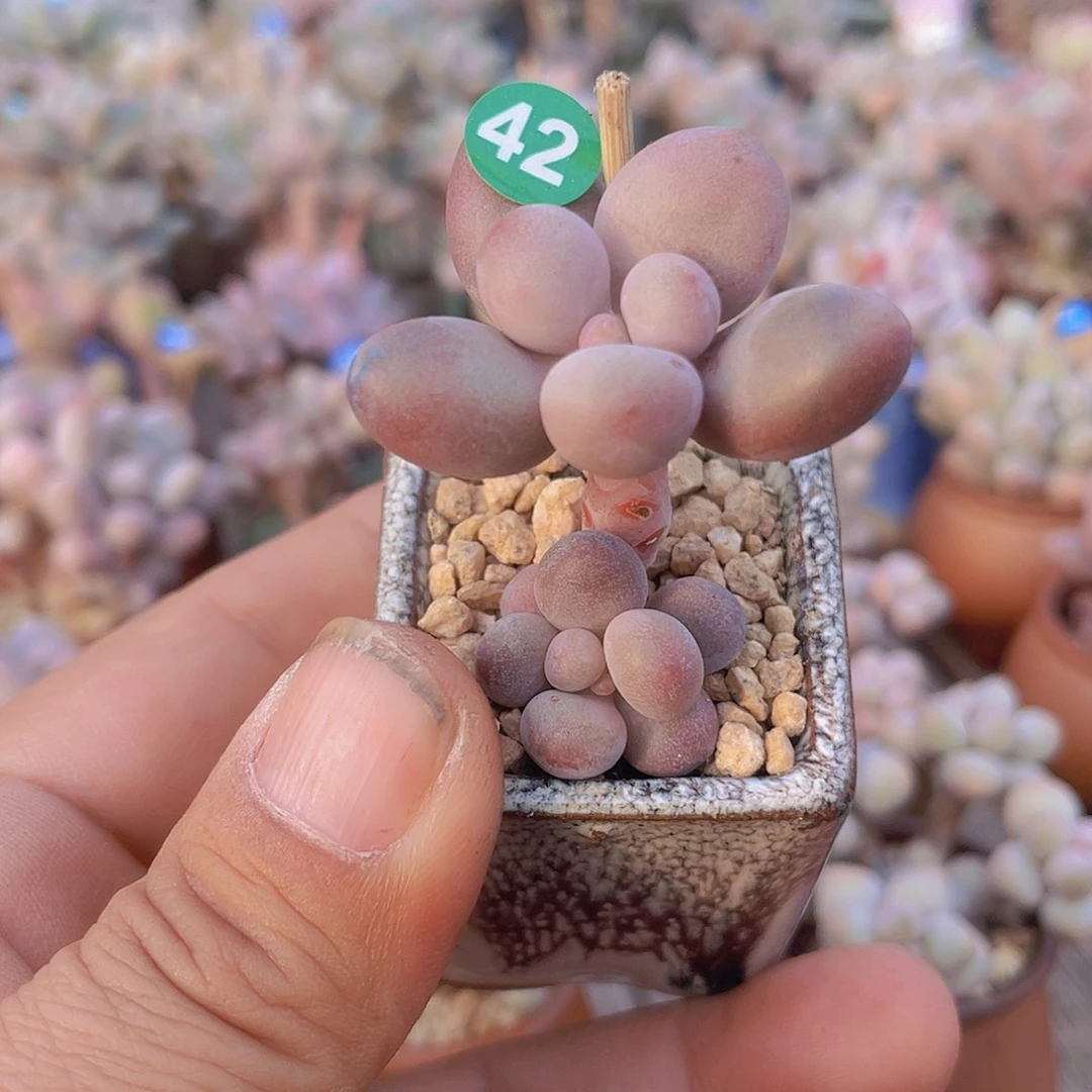 带盆发货 3.5 口盆 带盆发货