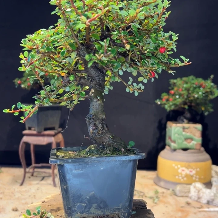 大***！无花朵荀子在这里写书