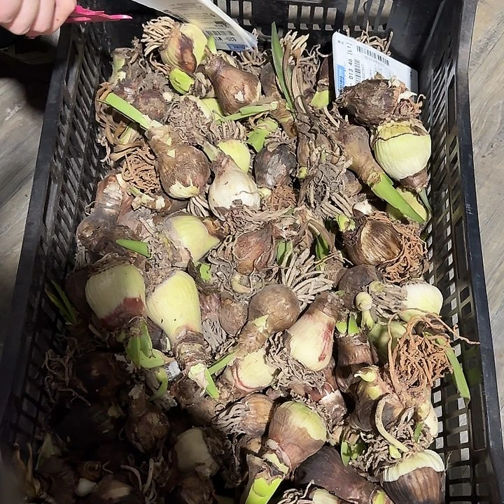 残次球4球不包售后自然球