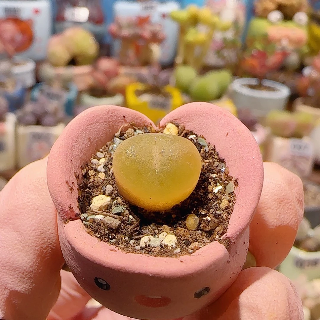 T可爱小蟠桃盆口1.5cm