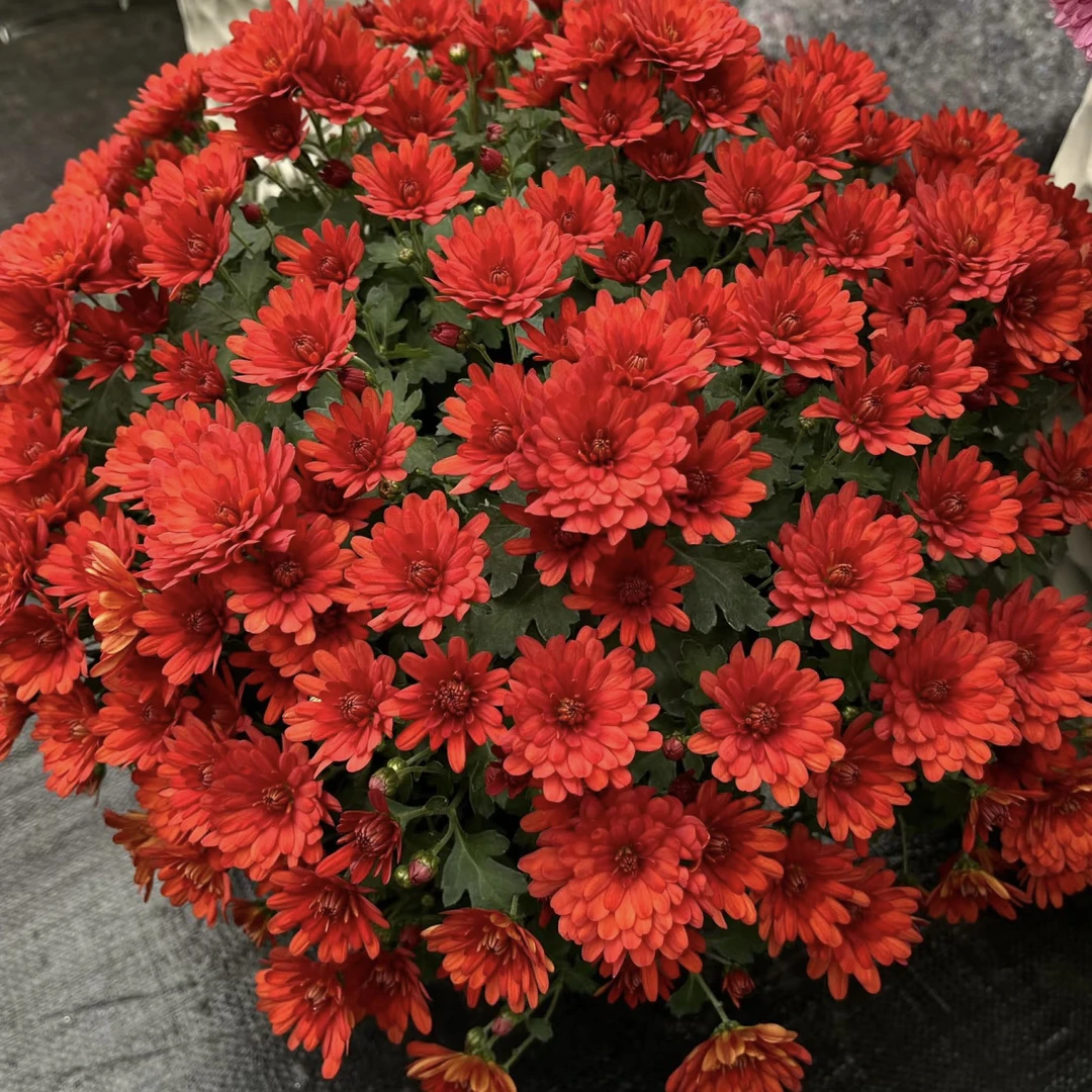 【嘉年华】千头菊盆栽花易爆盆好养适合室内外阳台种植 新手易养护