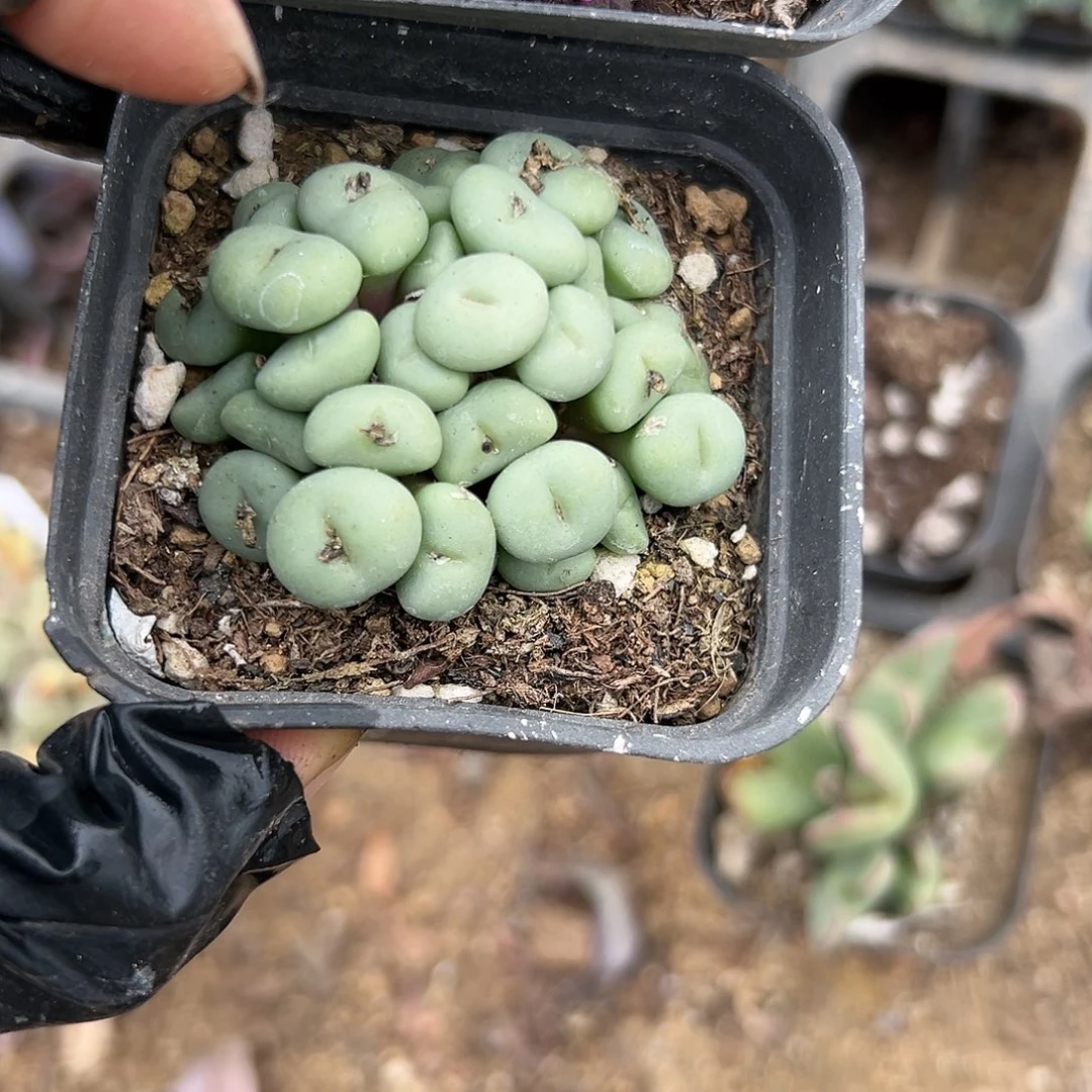 杂啦啦啊呃呃呃呃呃呃呃