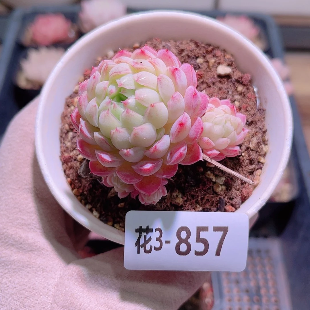 花利美3-857羊脂球