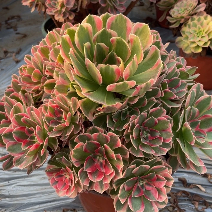 331七彩石精品法师多肉