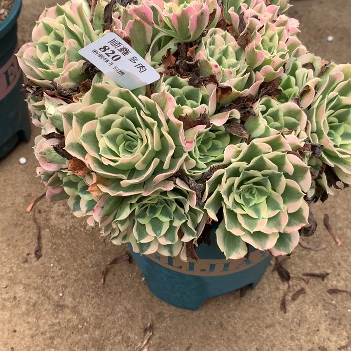 820白凤多肉植物特价